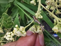 Phaedrotettix