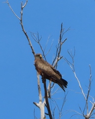 Milvus migrans parasitus