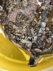 Hydrallmania falcata