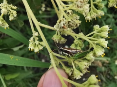 Phaedrotettix