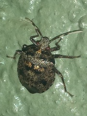 Antiteuchus