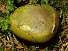 Cortinarius atrovirens