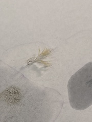 Hydrallmania falcata