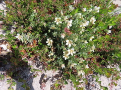 Roepera sessilifolia