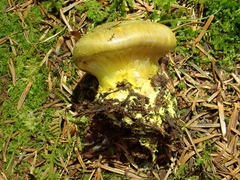 Cortinarius atrovirens