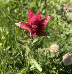 Castilleja elmeri