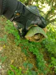 Kinosternon herrerai