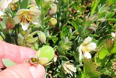 Roepera sessilifolia