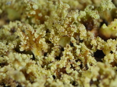 Cladonia parasitica
