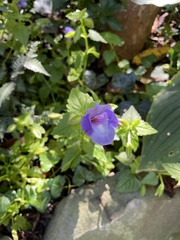 Torenia fournieri
