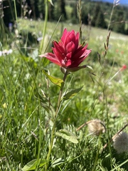 Castilleja elmeri
