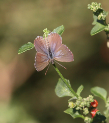 Theclinesthes serpentata