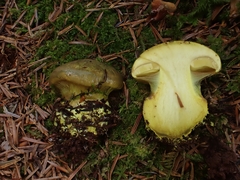 Cortinarius atrovirens