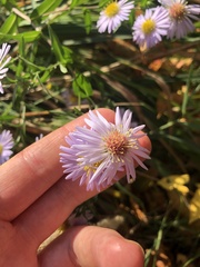 Symphyotrichum novi-belgii