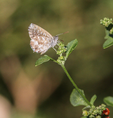 Theclinesthes serpentata