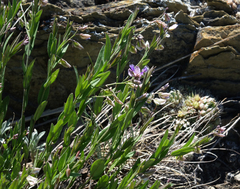 Polygala sibirica