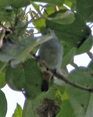 Conirostrum speciosum