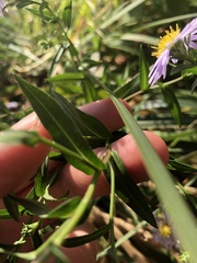 Symphyotrichum novi-belgii