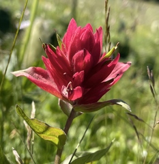 Castilleja elmeri