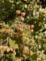 Viburnum