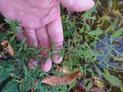 Erigeron karvinskianus