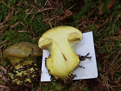Cortinarius atrovirens