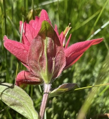 Castilleja elmeri
