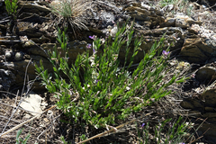Polygala sibirica