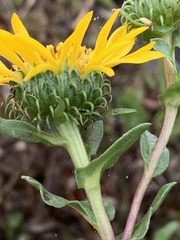 Grindelia stricta