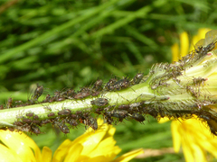 Uroleucon hypochoeridis