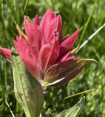 Castilleja elmeri
