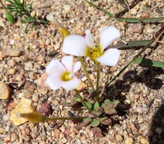 Oxalis punctata