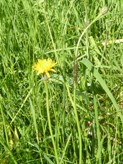 Uroleucon hypochoeridis