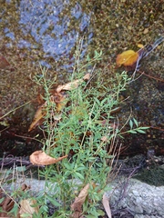 Erigeron karvinskianus