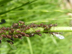 Uroleucon hypochoeridis