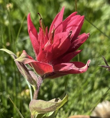 Castilleja elmeri