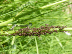 Uroleucon hypochoeridis