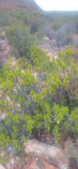 Pteronia fasciculata