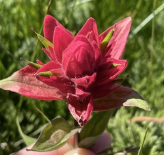 Castilleja elmeri