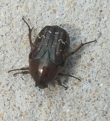 Euphoria sepulcralis