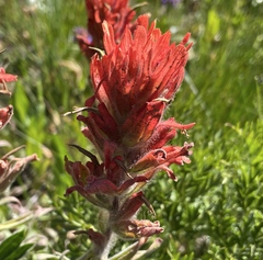 Castilleja elmeri
