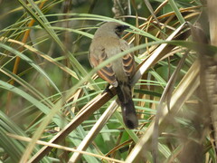 Agelaioides badius