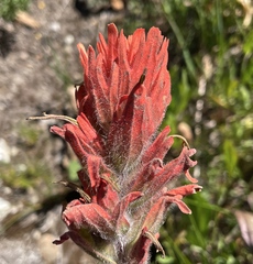 Castilleja elmeri