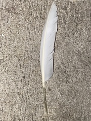 Cairina moschata domestica