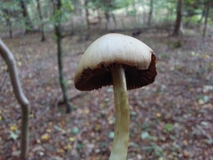 Protostropharia semiglobata