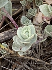 Atriplex leucophylla