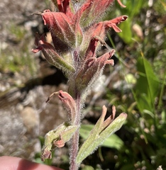 Castilleja elmeri