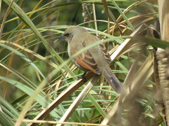 Agelaioides badius