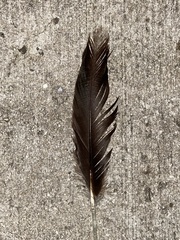 Cairina moschata domestica