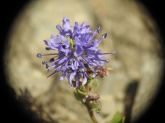 Veronica allionii